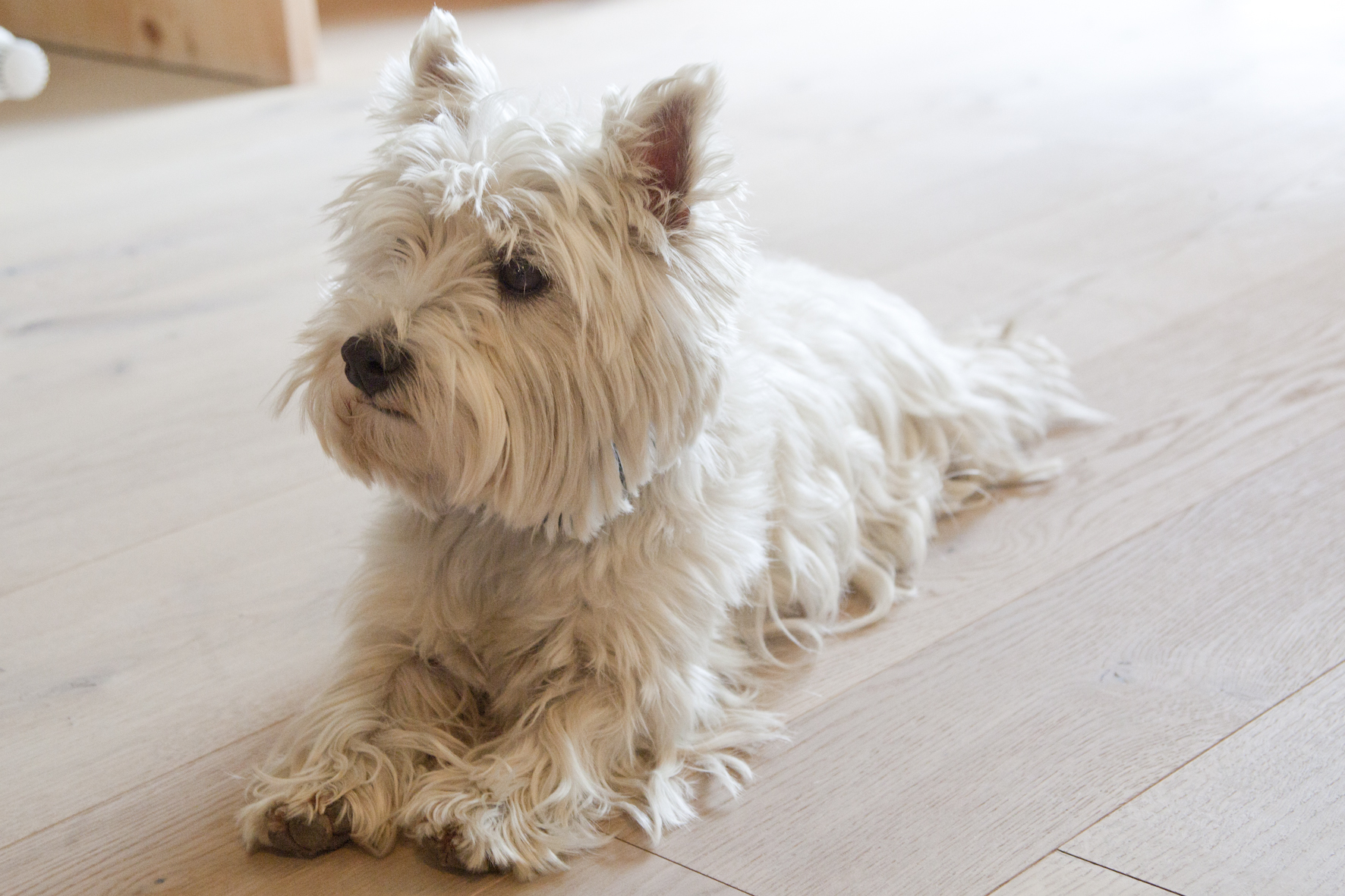 Hunde sind im Quellenhof Leutasch erwünscht